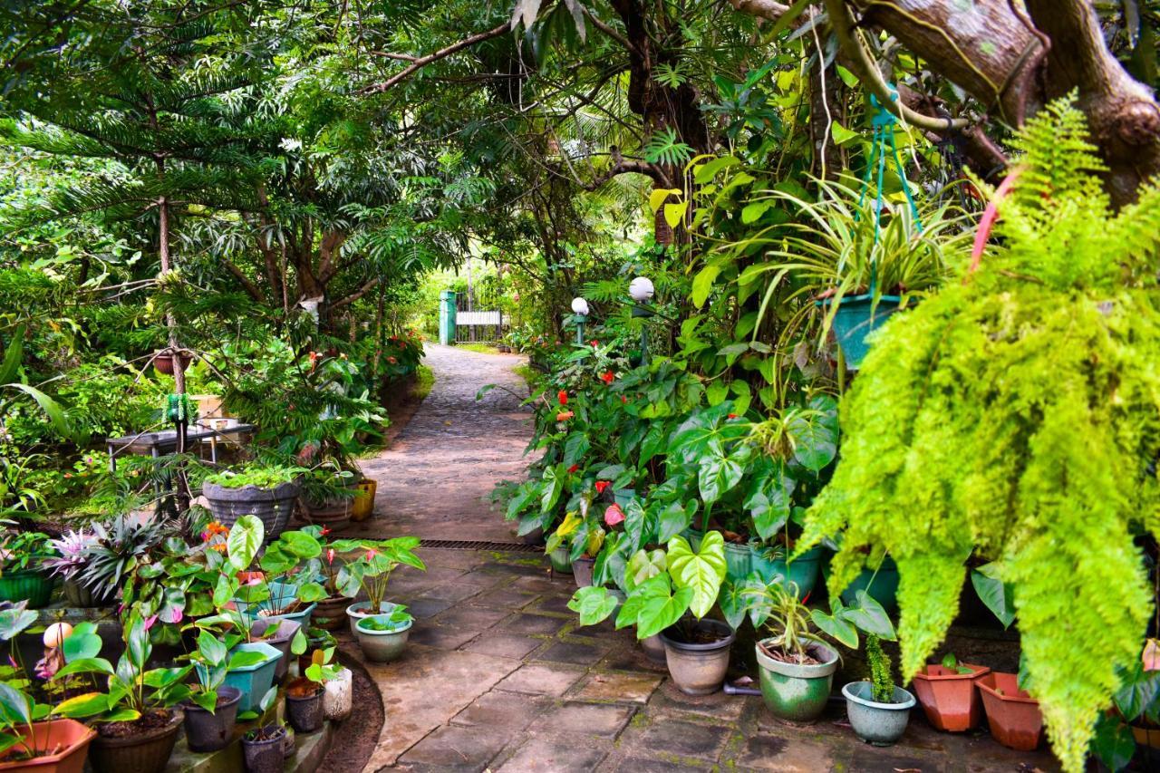 Sigiri Rock Side Home Stay Sigiriya Buitenkant foto