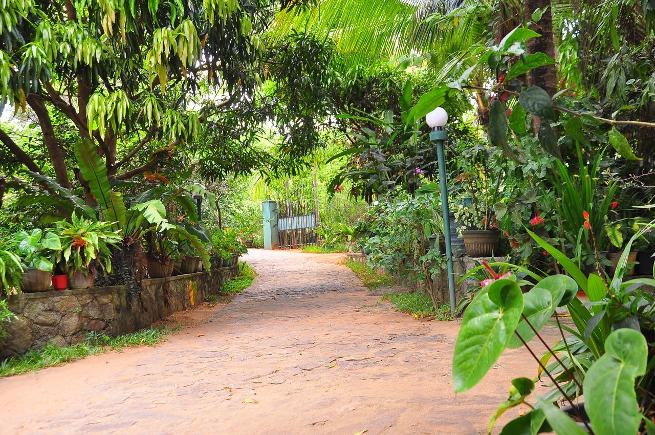 Sigiri Rock Side Home Stay Sigiriya Buitenkant foto